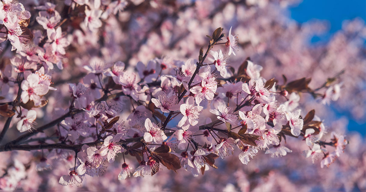 Here's where you can shop for cherry blossom seeds to plant in your own