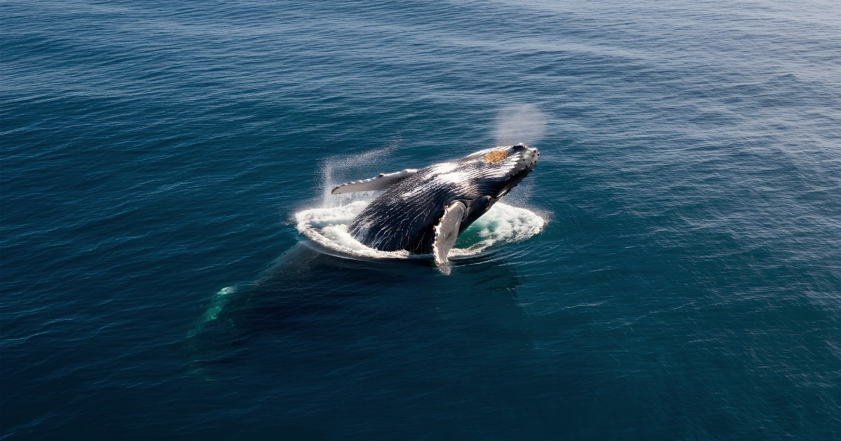 Whale swallows man in Chile—and then spits him out