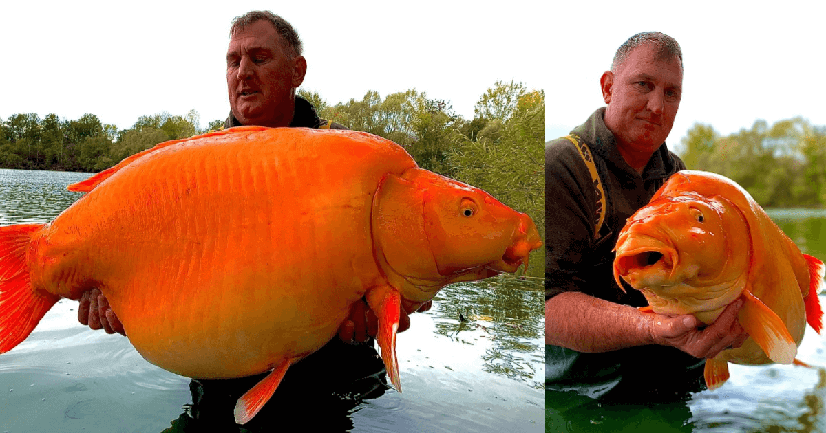 Largest Pet Goldfish at Charles Lindquist blog