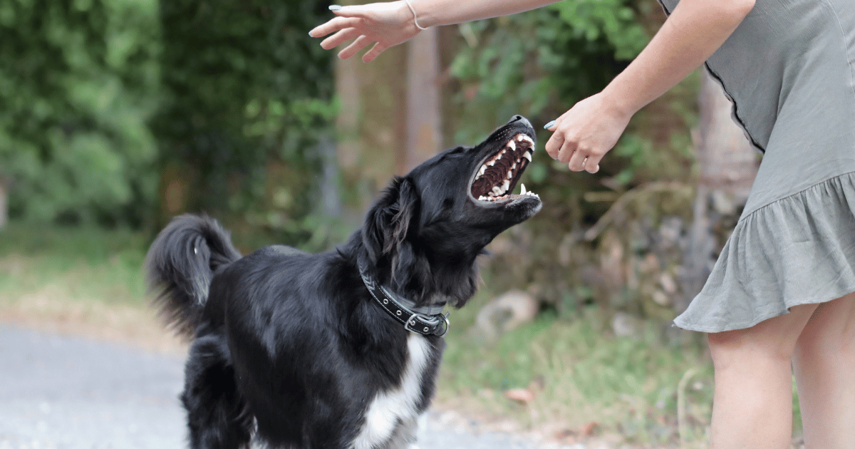 TIPS: What to do if you get bitten by a dog