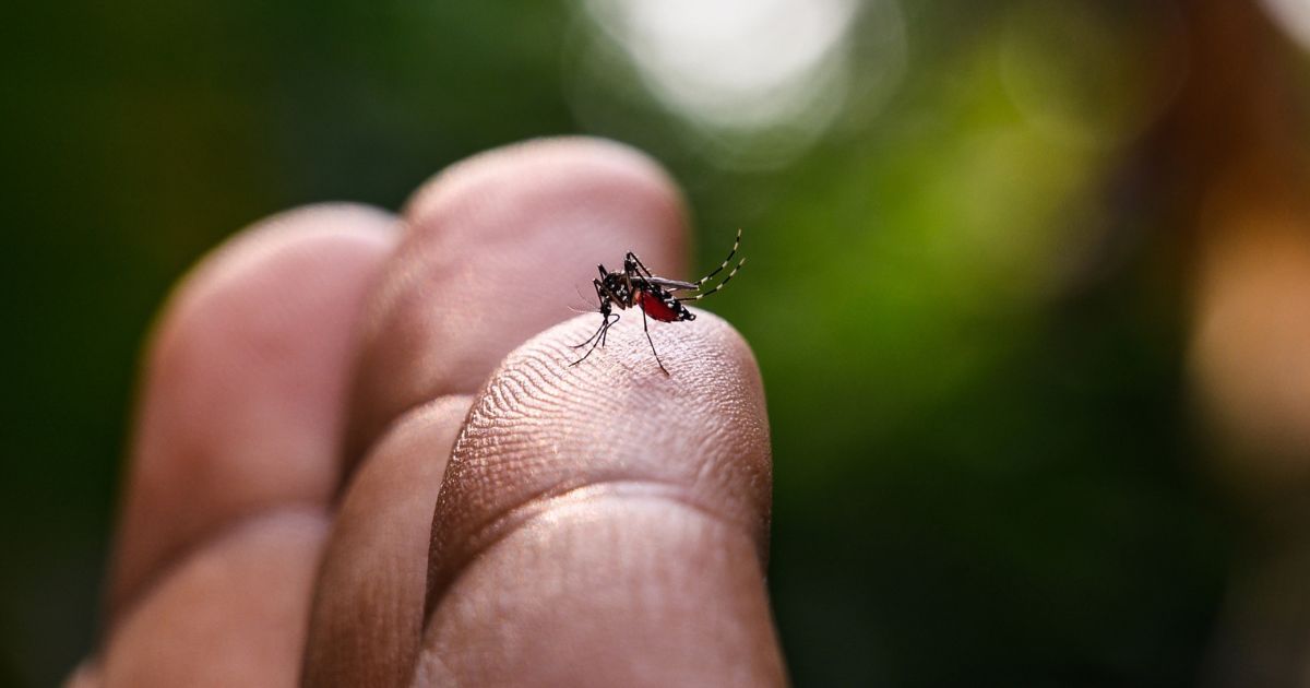 This barangay in Mandaluyong City offers P1 reward for every mosquito ...